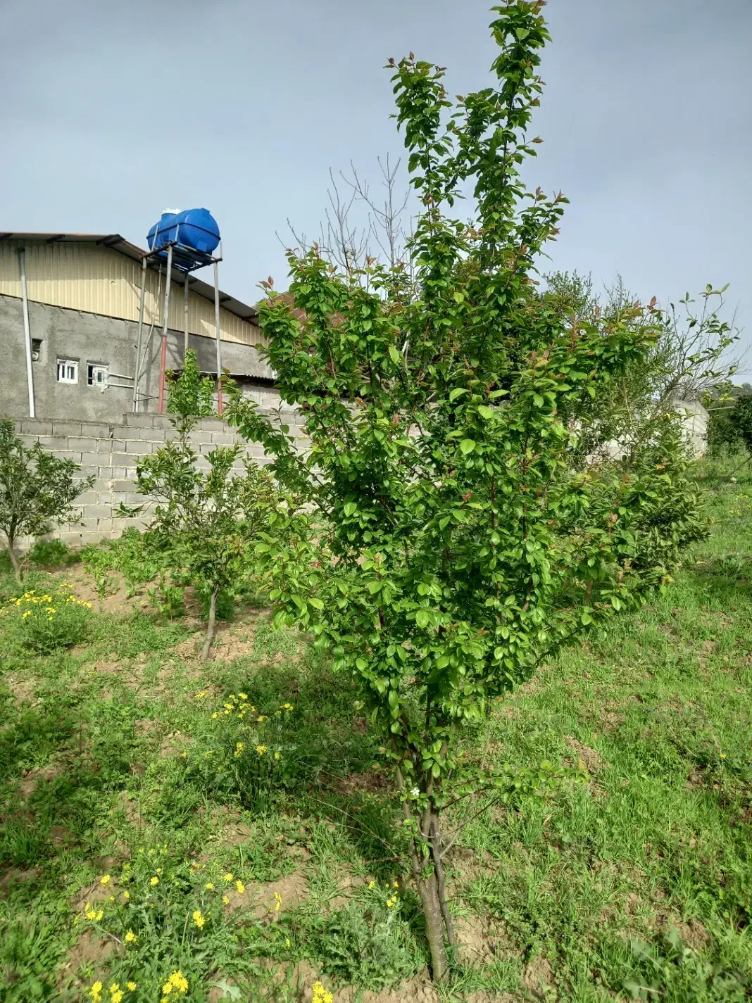 387زمین.تفکیکی .شهرکی|فروش خانه و ویلا|مرزیکلا, |دیوار