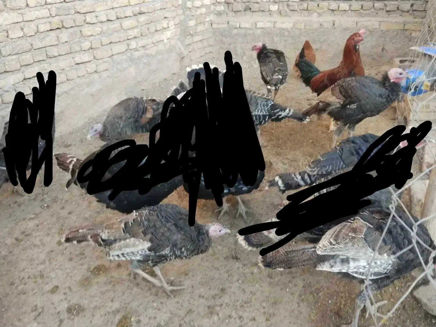 بوقلمون فروشی|حیوانات مزرعه|سلیمان, |دیوار