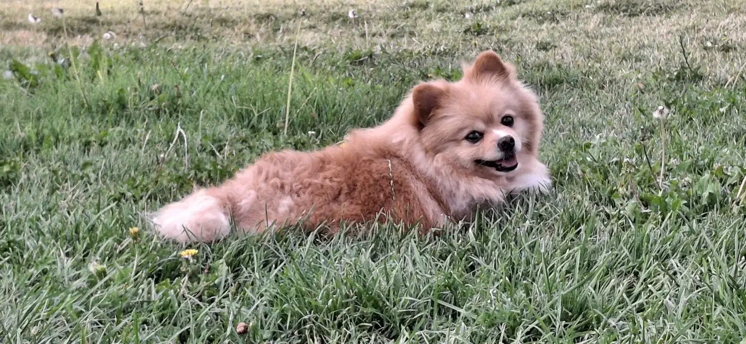 گمشده سگ پامرین|سگ|فولادشهر, C1|دیوار