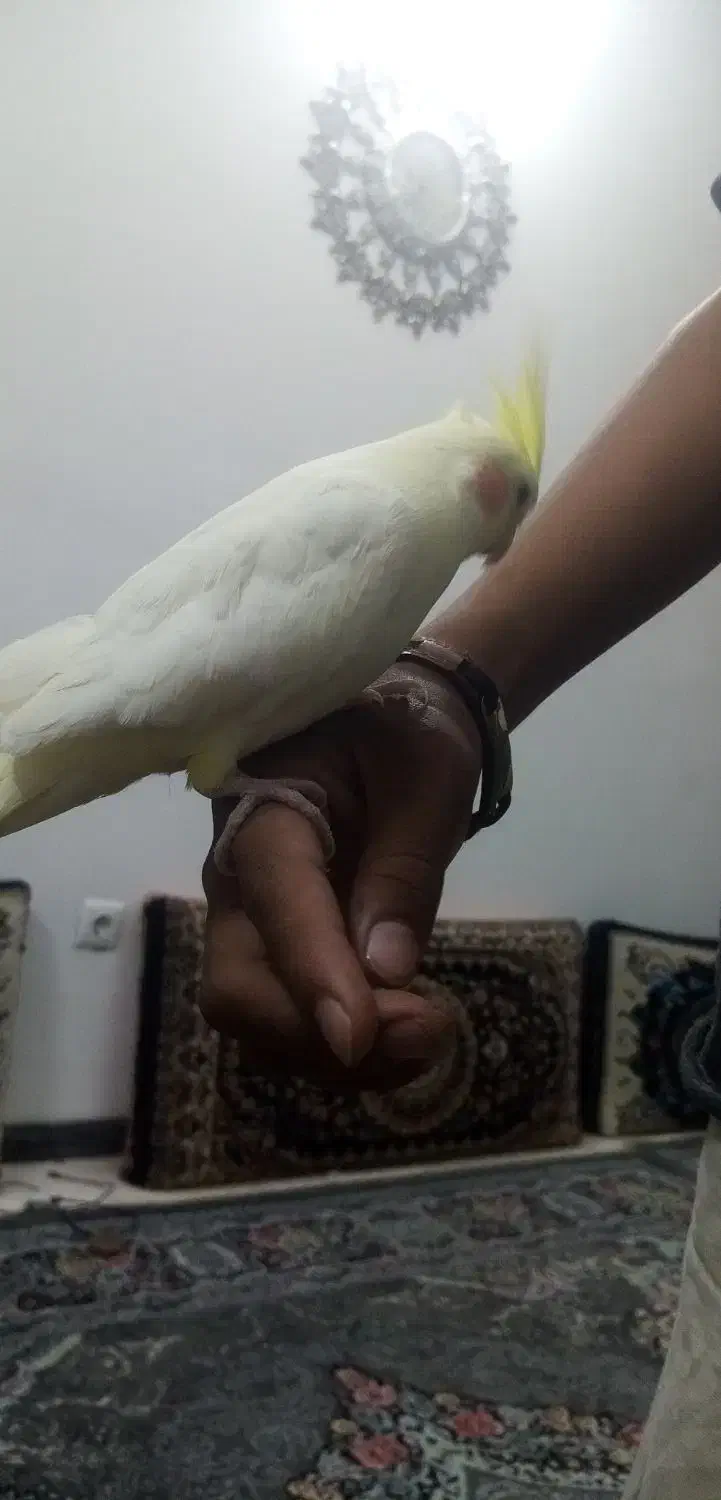 عروس هلندی دستی بازیگوش سخنگو|پرنده|رضویه, |دیوار