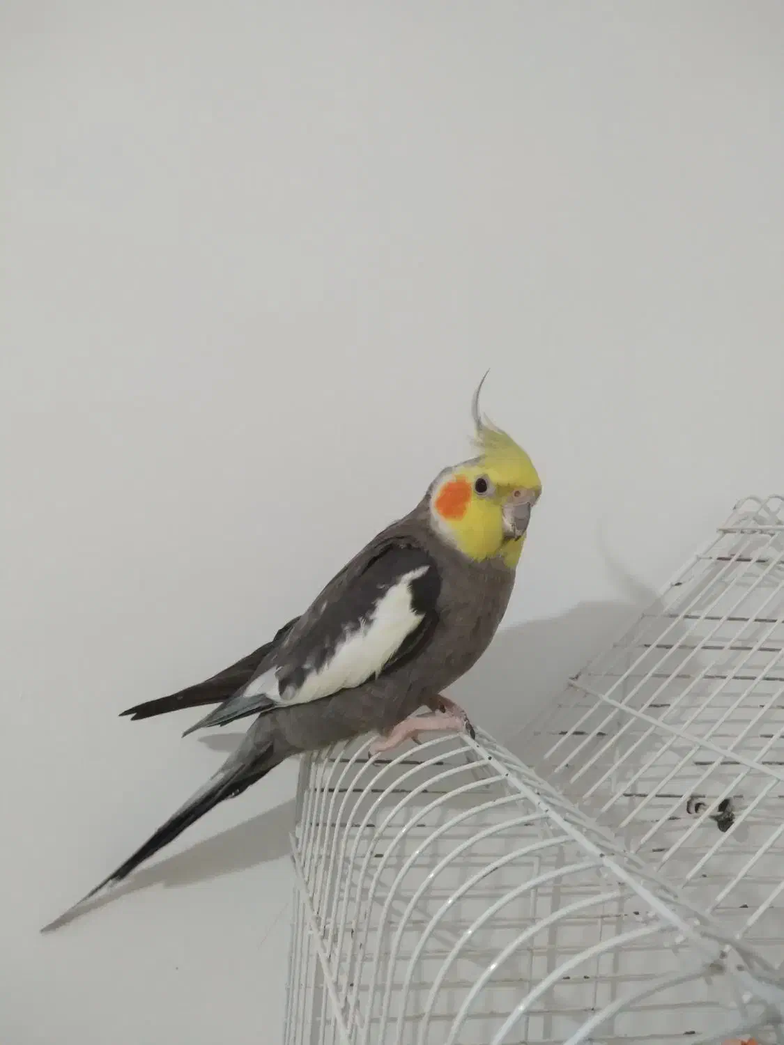 عروس هلندی نر یک میلیون باقفس|پرنده|سیاهکل, |دیوار