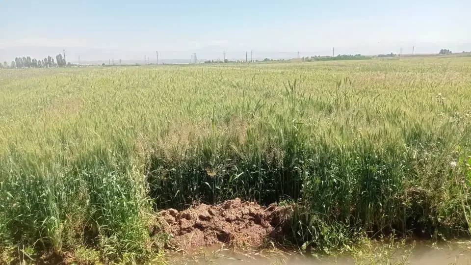 فروش ۲.۵ هکتار زمین کشاورزی در منطقه شیبلو پلدشت|فروش دفتر صنعتی، کشاورزی، تجاری|پلدشت, |دیوار