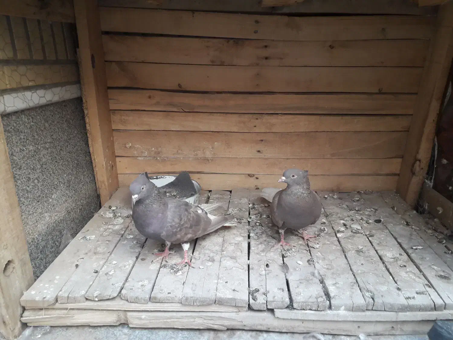 کفتر دم سفید سر کی|پرنده|قم, نخودی|دیوار