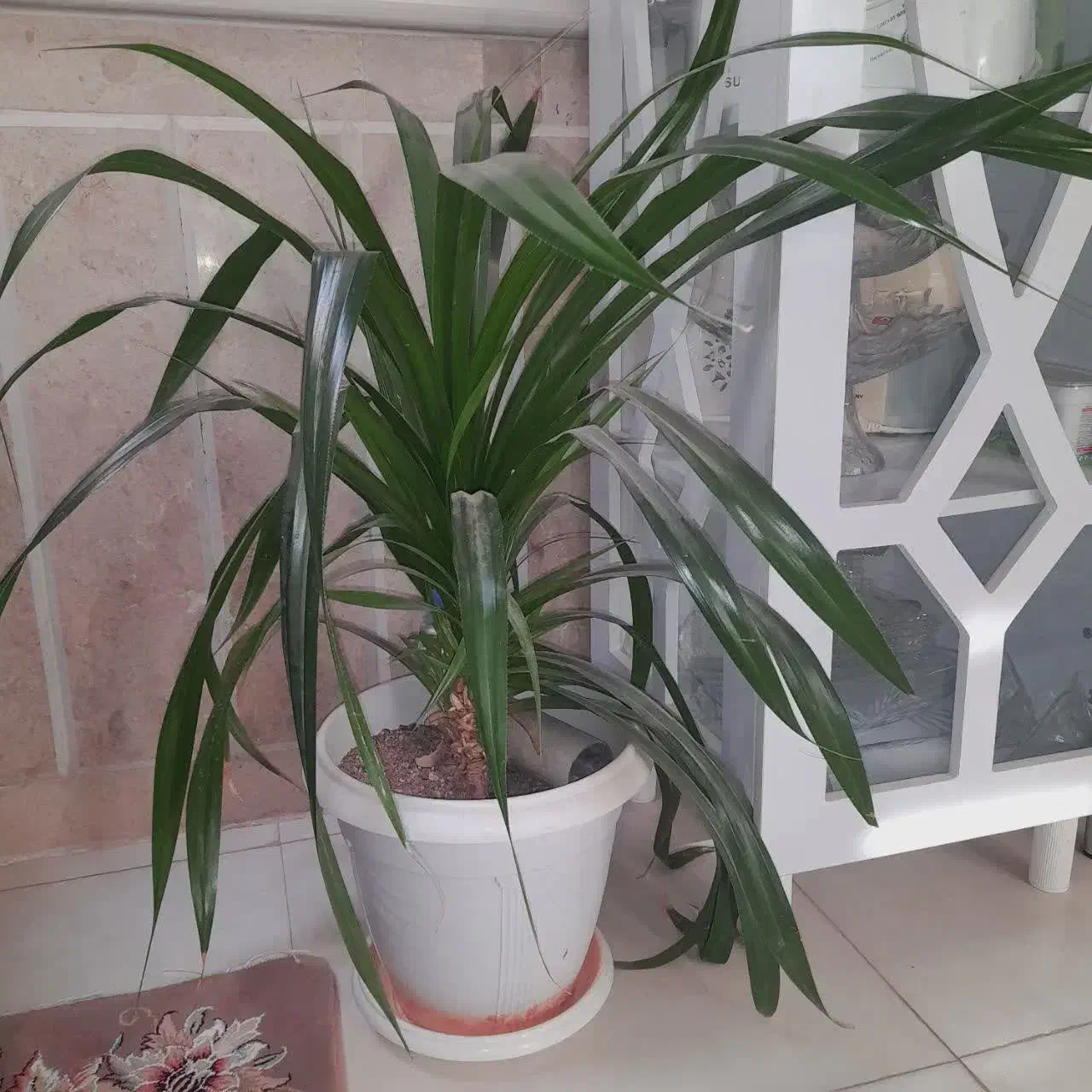 گل طبیعی|گل و گیاه طبیعی|نیشابور, شهرک رسولی|دیوار