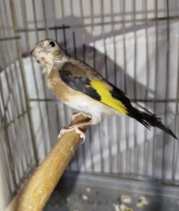 سهره چونه سفید نر|پرنده|مشکیندشت, |دیوار