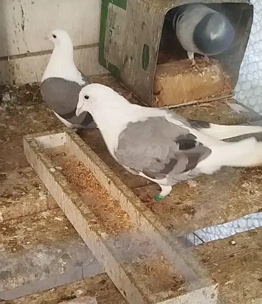 جوجه پشتی|پرنده|شیراز, کوشک میدان|دیوار