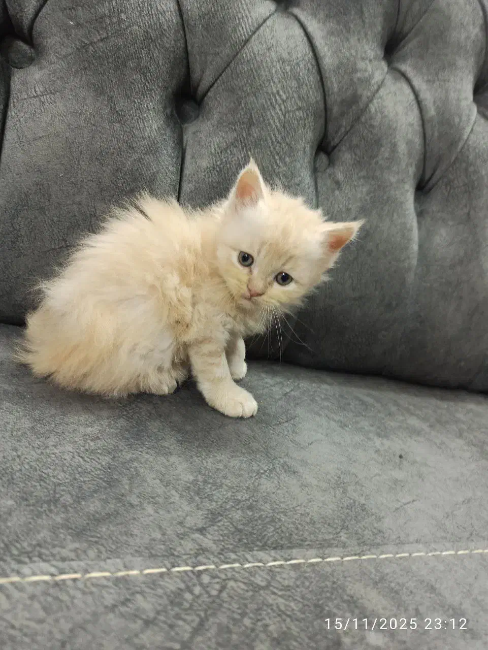 فروش گربه نژاد دار|گربه|گرگان, |دیوار