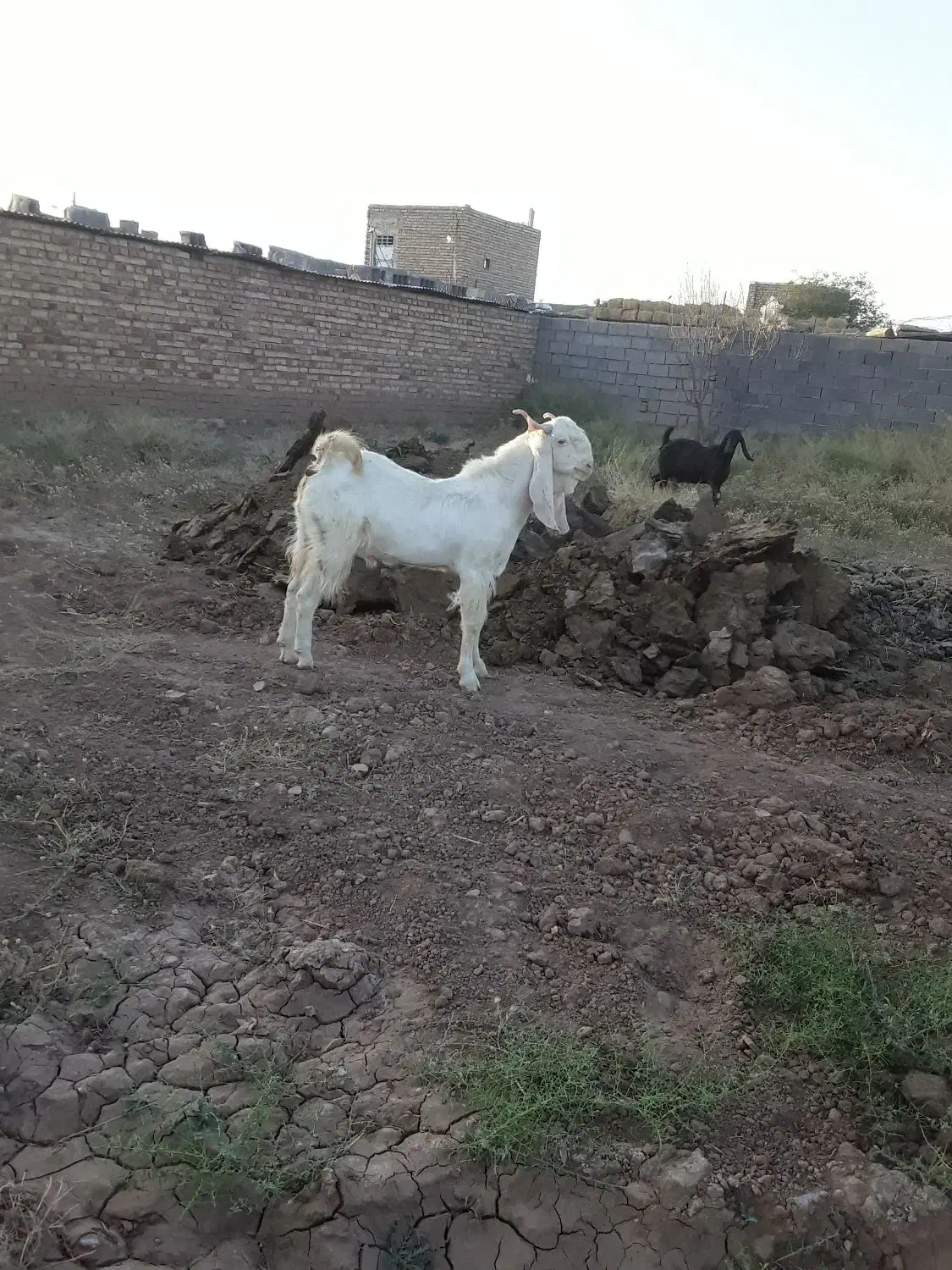 بز غاله گلابی|حیوانات مزرعه|تایباد, |دیوار