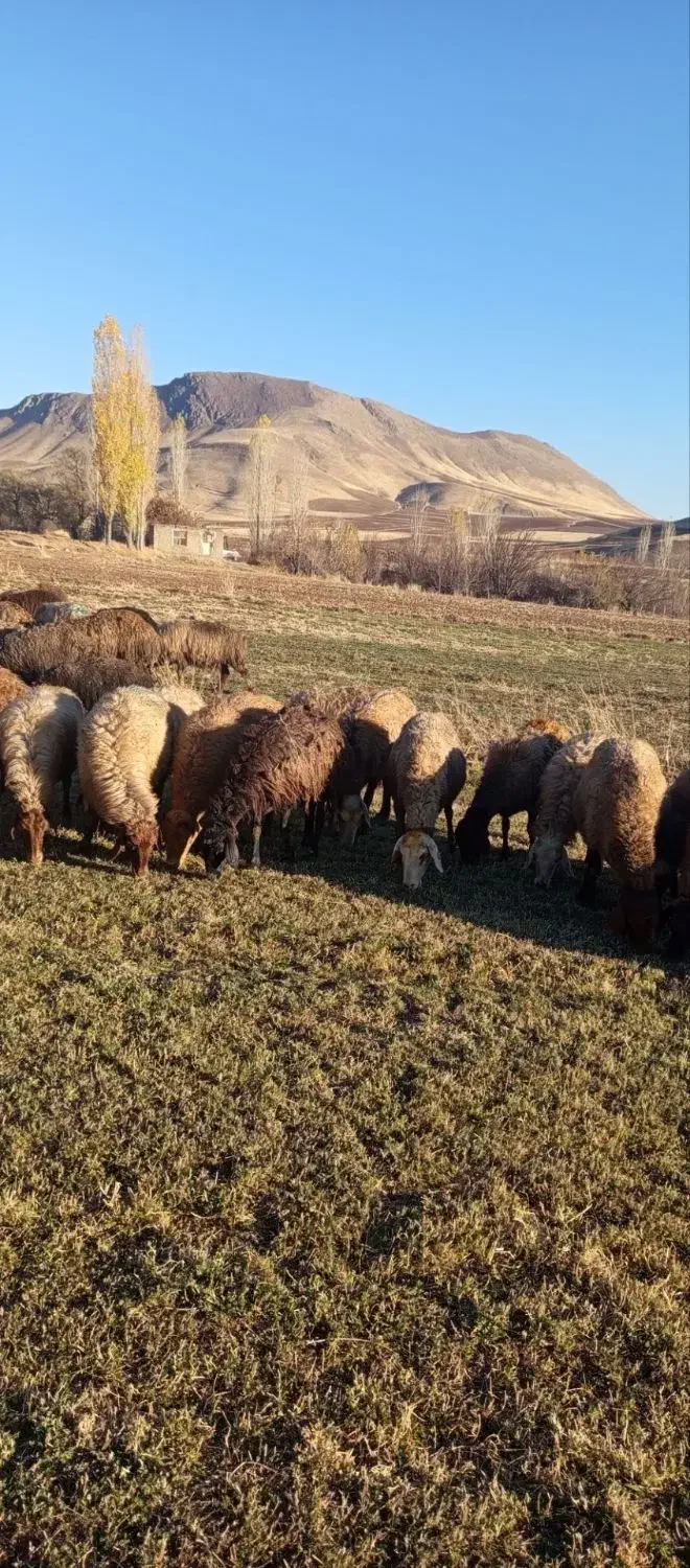 گوسفند آبستن|حیوانات مزرعه|مریوان, |دیوار