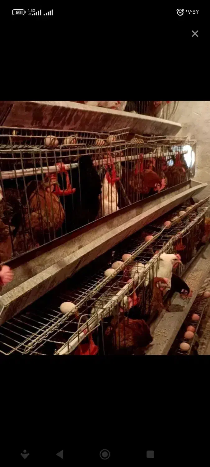 قفس منبری|لوازم جانبی حیوانات|خوسف, |دیوار