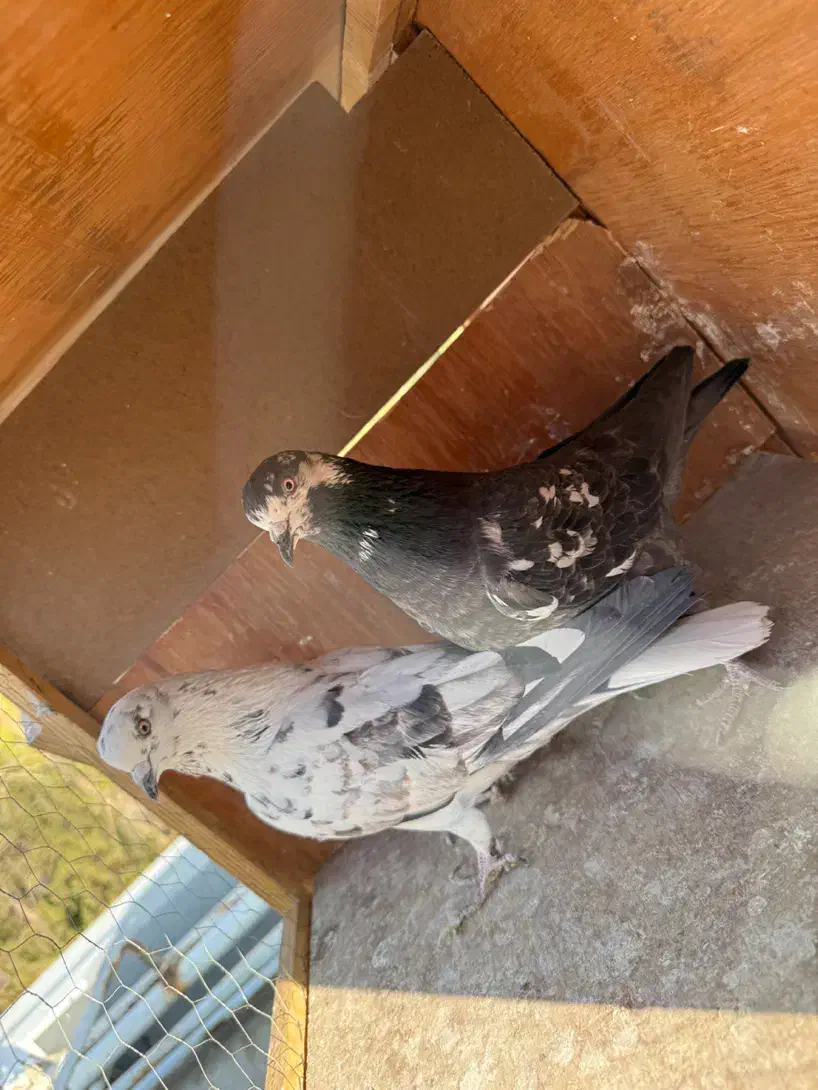 کفتر قلمه|پرنده|تهران, اکباتان|دیوار