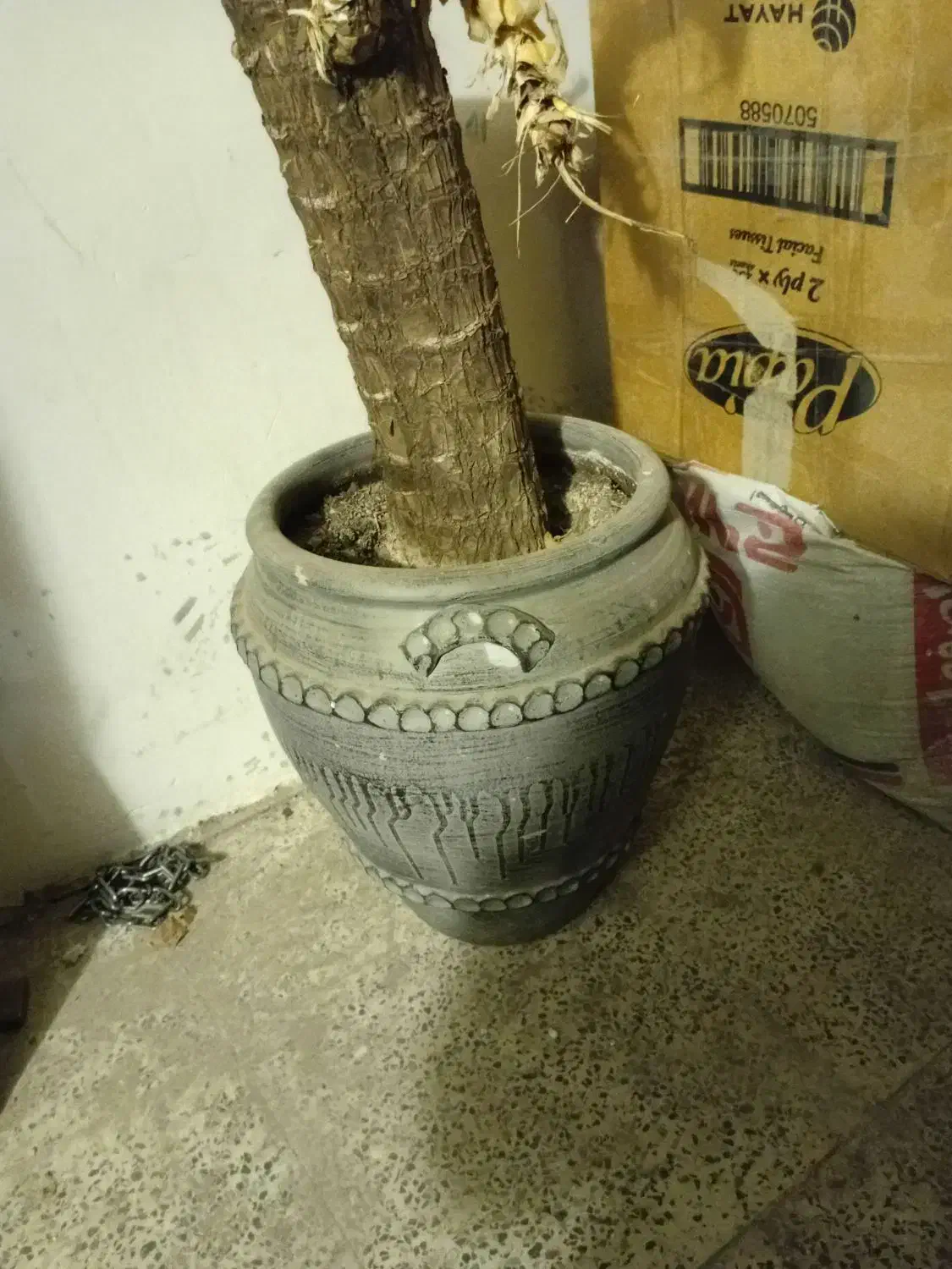 چند عدد گلدان|گل و گیاه طبیعی|شاهینشهر, خانه کارگر|دیوار