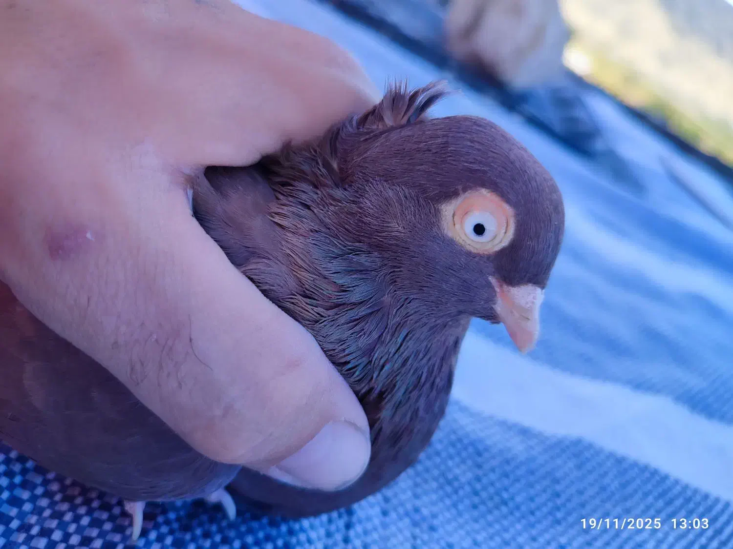 کفتر زاغ و سرخ آبادانی|پرنده|کوه چنار, |دیوار