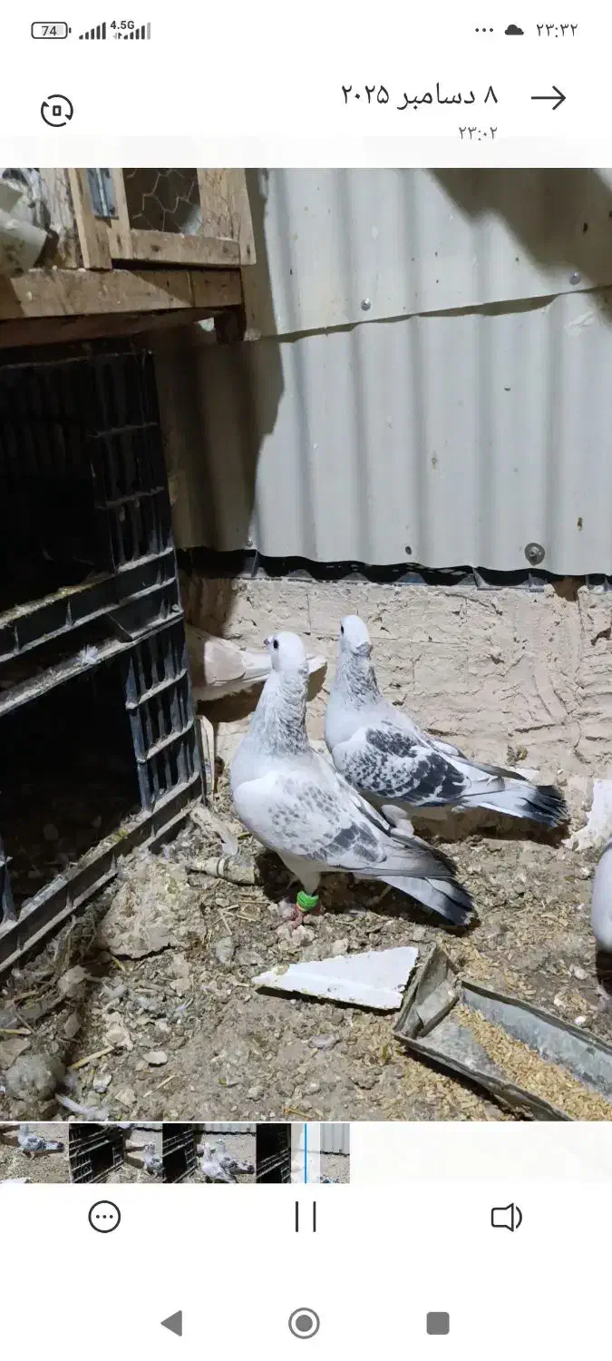 فروش حیوون|پرنده|کاشمر, |دیوار