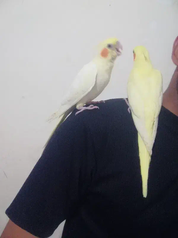 عروس هلندی لوتینو|پرنده|داراب, |دیوار