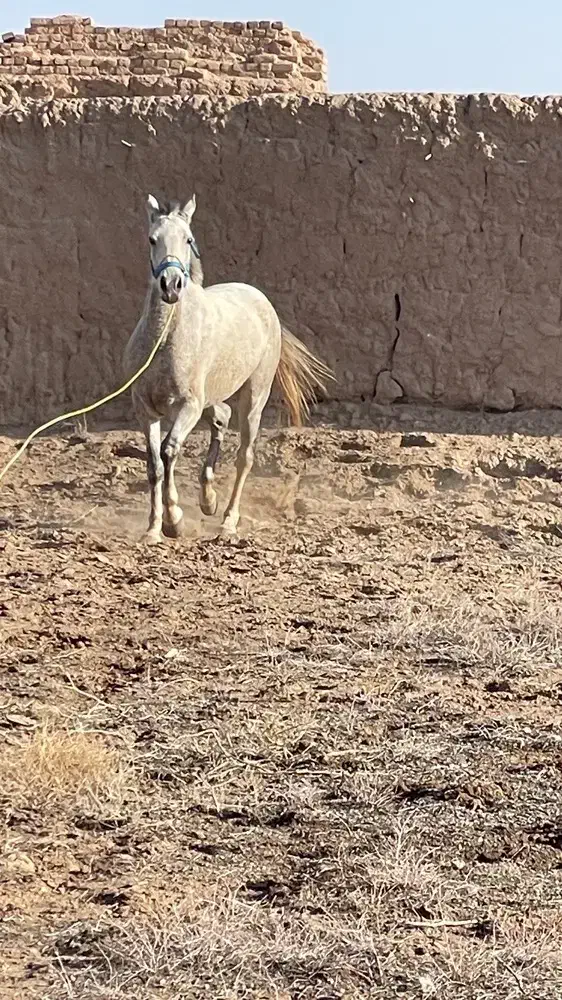 اسب|اسب و تجهیزات اسب‌سواری|بردسکن, |دیوار