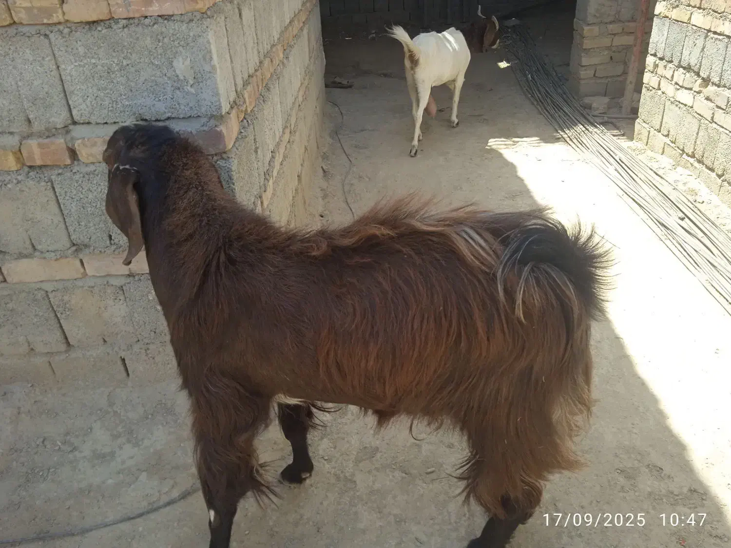 گوسفندفروشی|حیوانات مزرعه|سراوان, |دیوار