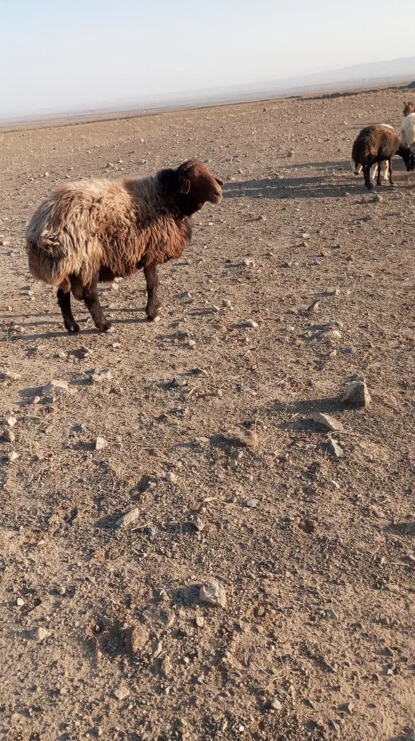 ۷۵۰۰۰۰۰۰|حیوانات مزرعه|سبزوار, رباط|دیوار