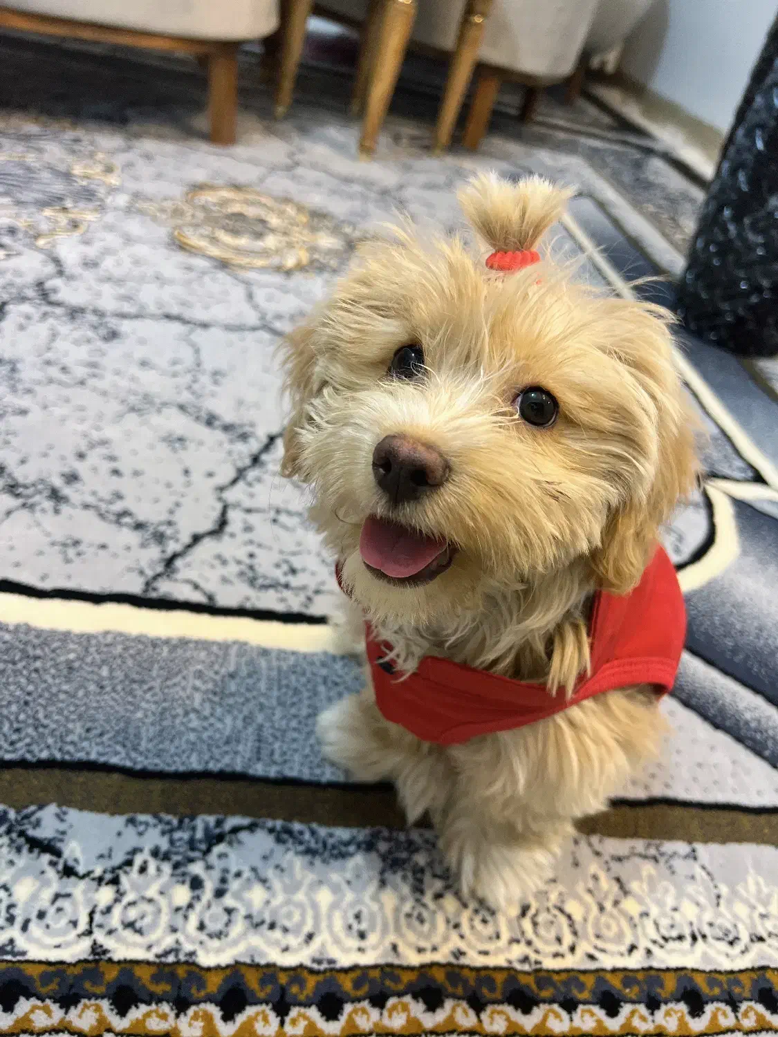 سگ شیتزو|سگ|یزد, |دیوار