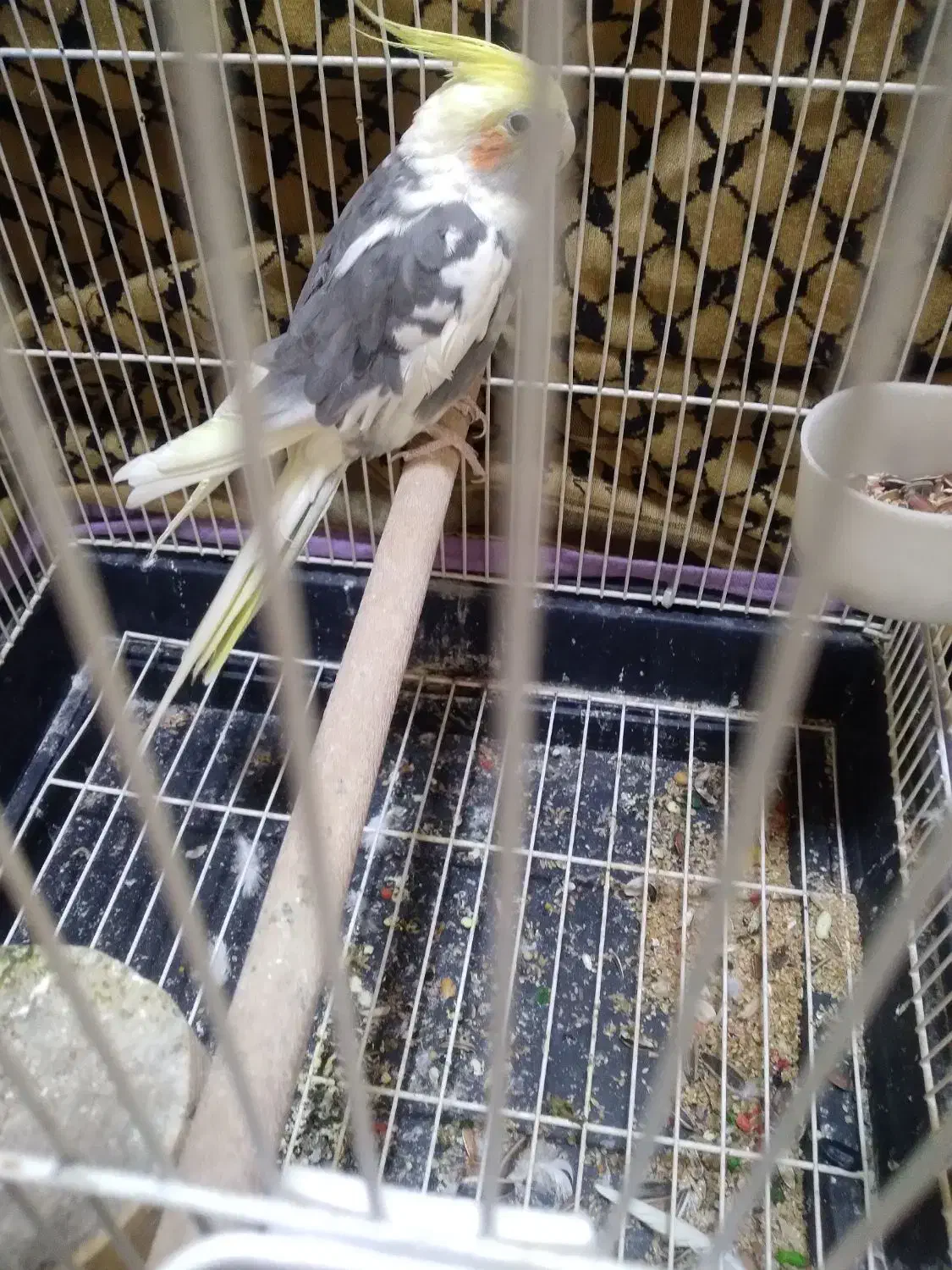 عروس هلندی|پرنده|کرج, شهرک فهمیده|دیوار