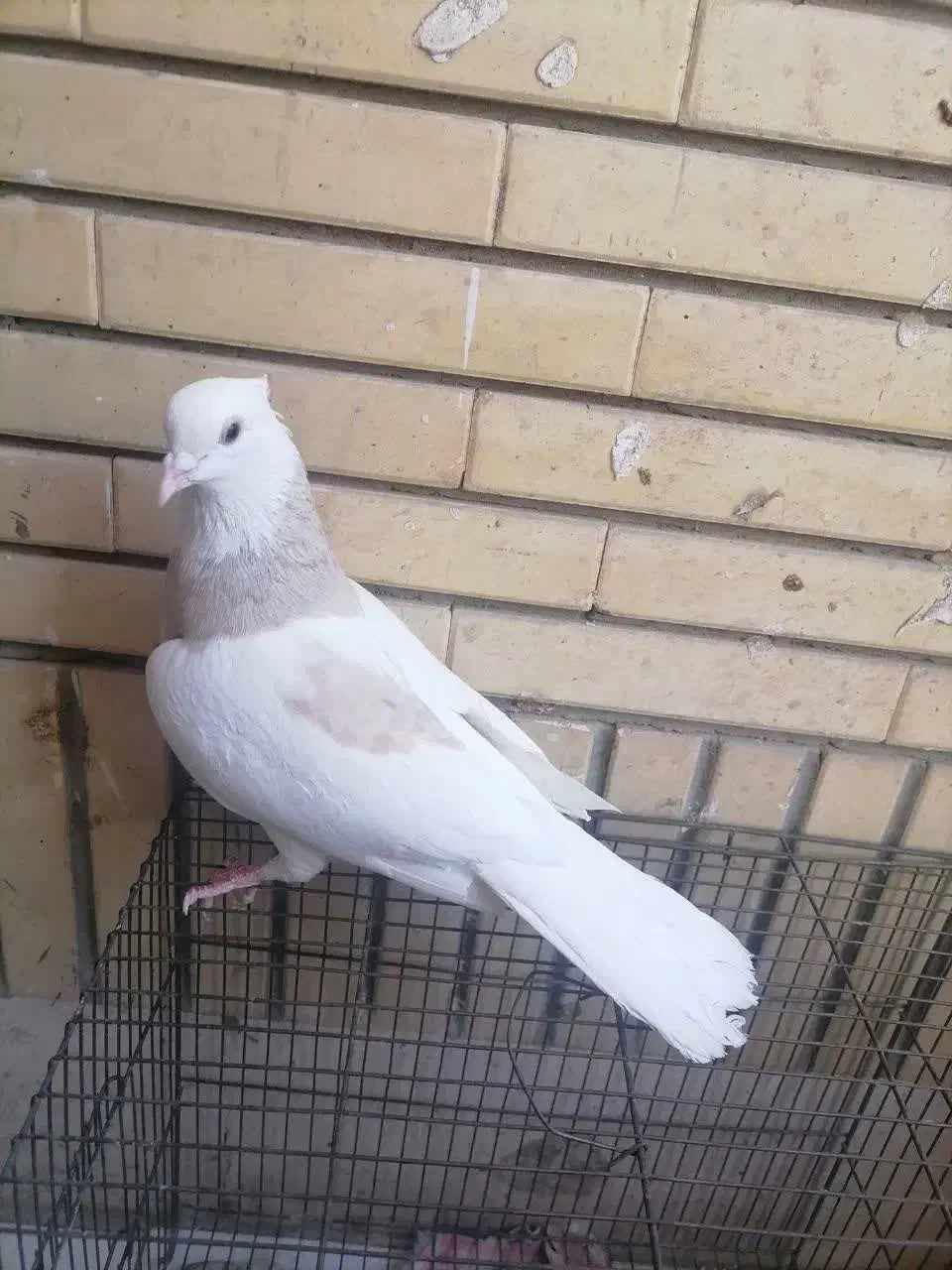 طوقی ماده|پرنده|مشهد, امیریه|دیوار