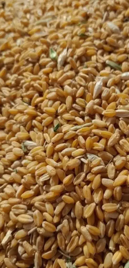 گندم|عمده‌فروشی|رودخانه, |دیوار