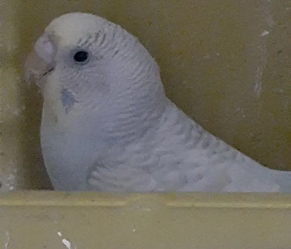 مرغ عشق|پرنده|محمدشهر, محمدشهر|دیوار