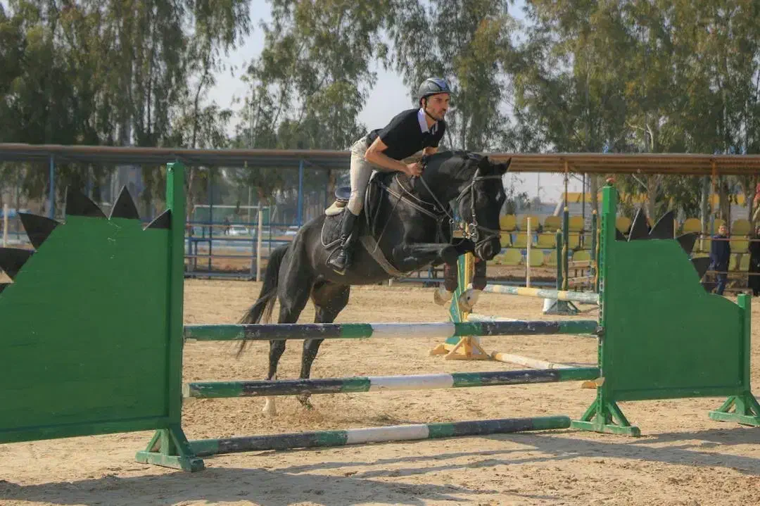 آموزش اسب سواری|اسب و تجهیزات اسبسواری|قم, باسکول|دیوار