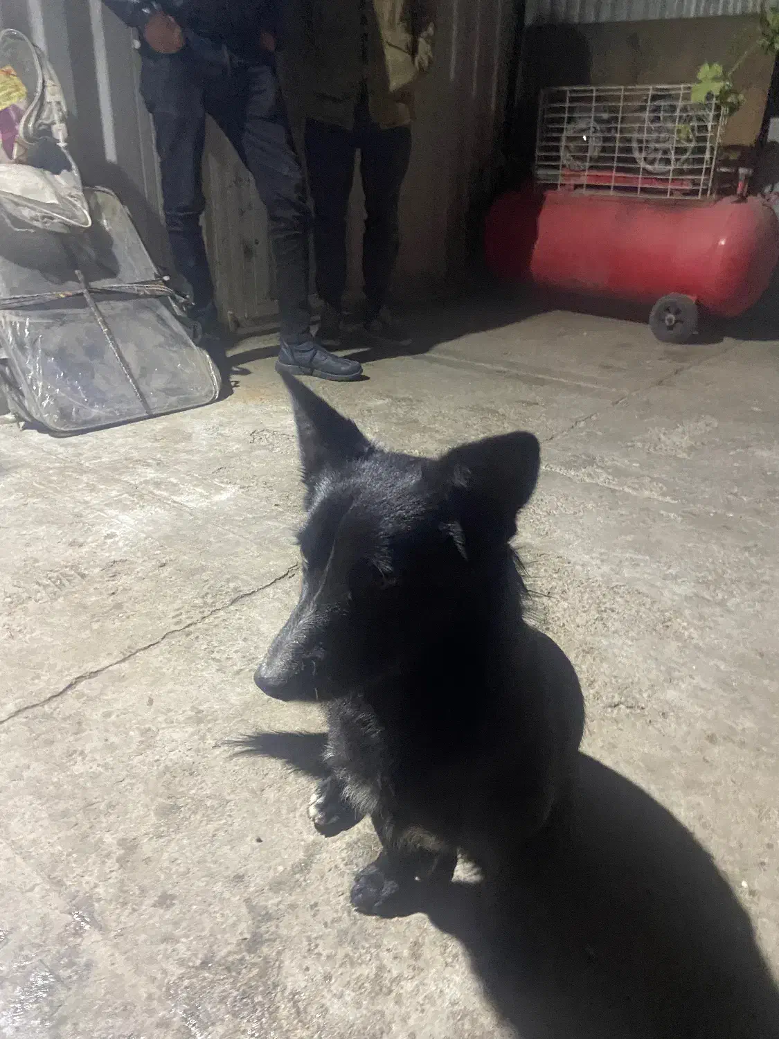 اشپیتز|سگ|تبریز, |دیوار