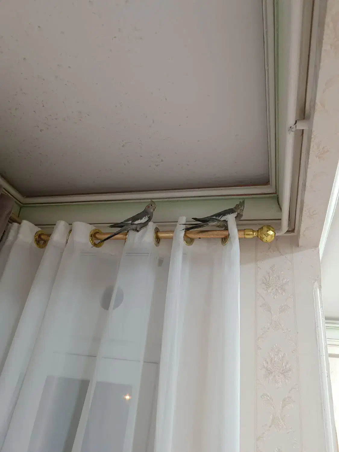 عروس هلندی نر و ماده|پرنده|مریوان, |دیوار