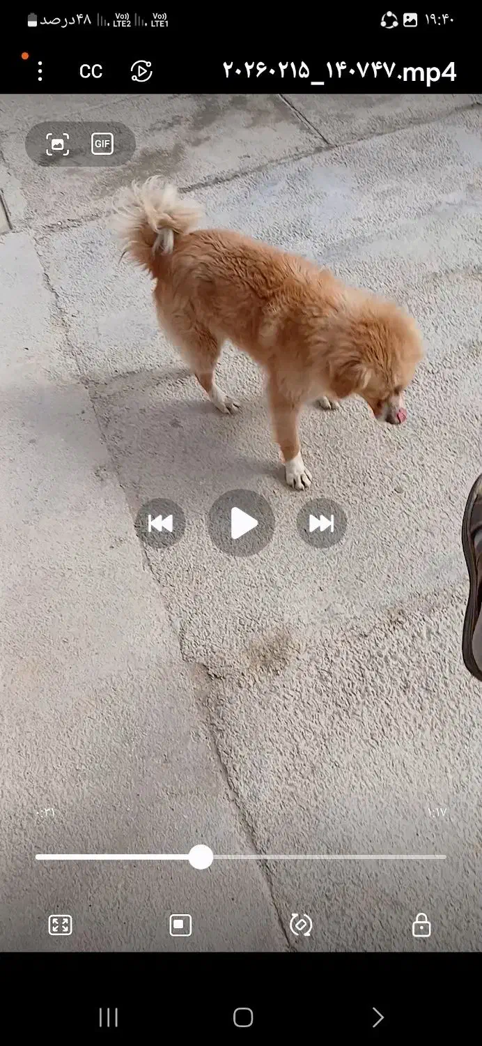 سگ پاکوتاه|سگ|جوکار, |دیوار