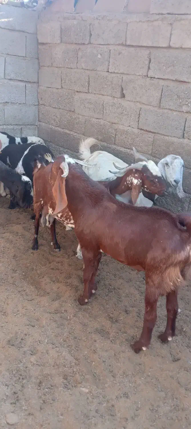 گوسفند فروشی|حیوانات مزرعه|فاریاب, |دیوار