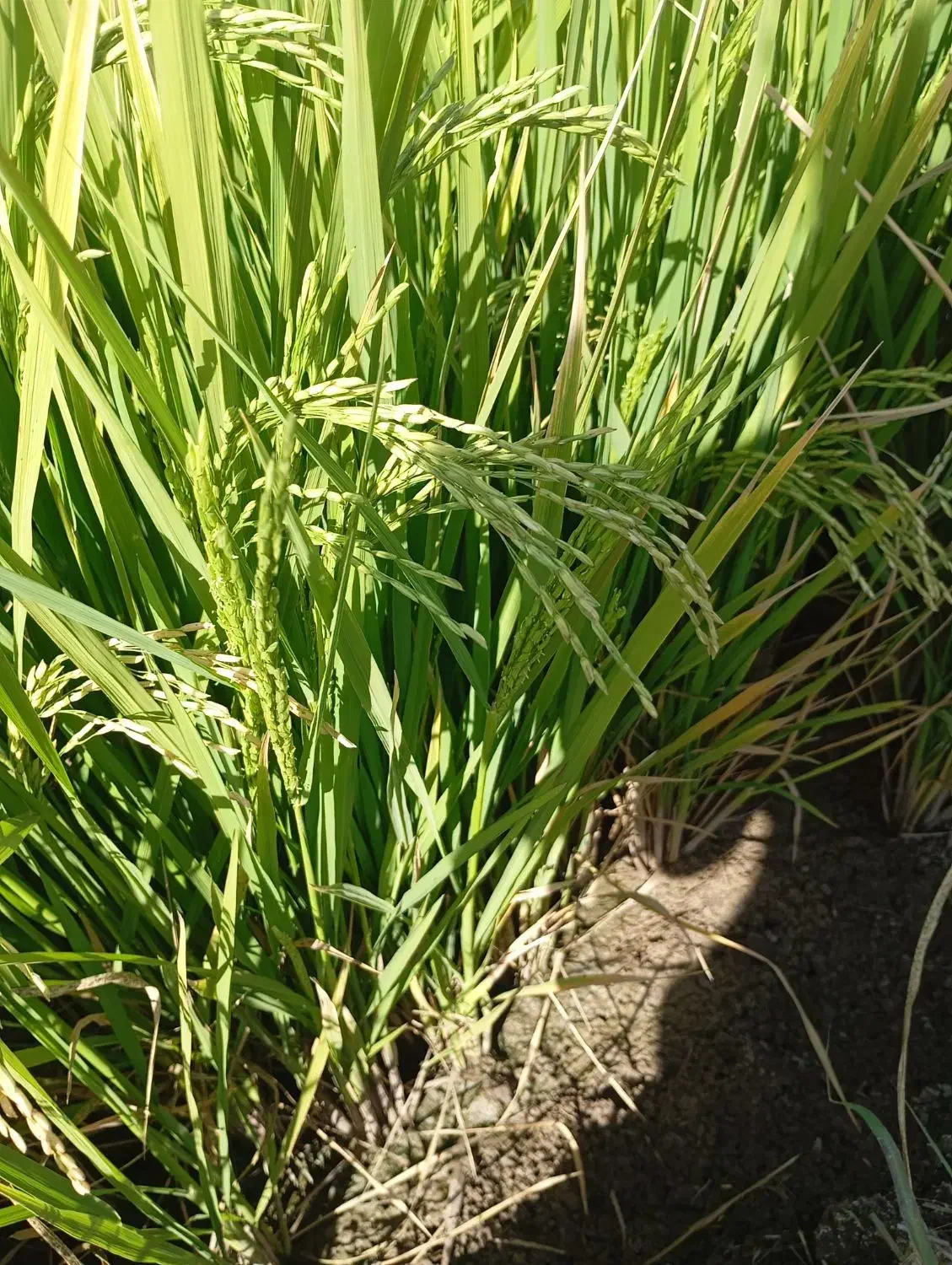 برنج طارم وزن بالا|خوردنی و آشامیدنی|گیلان غرب, |دیوار