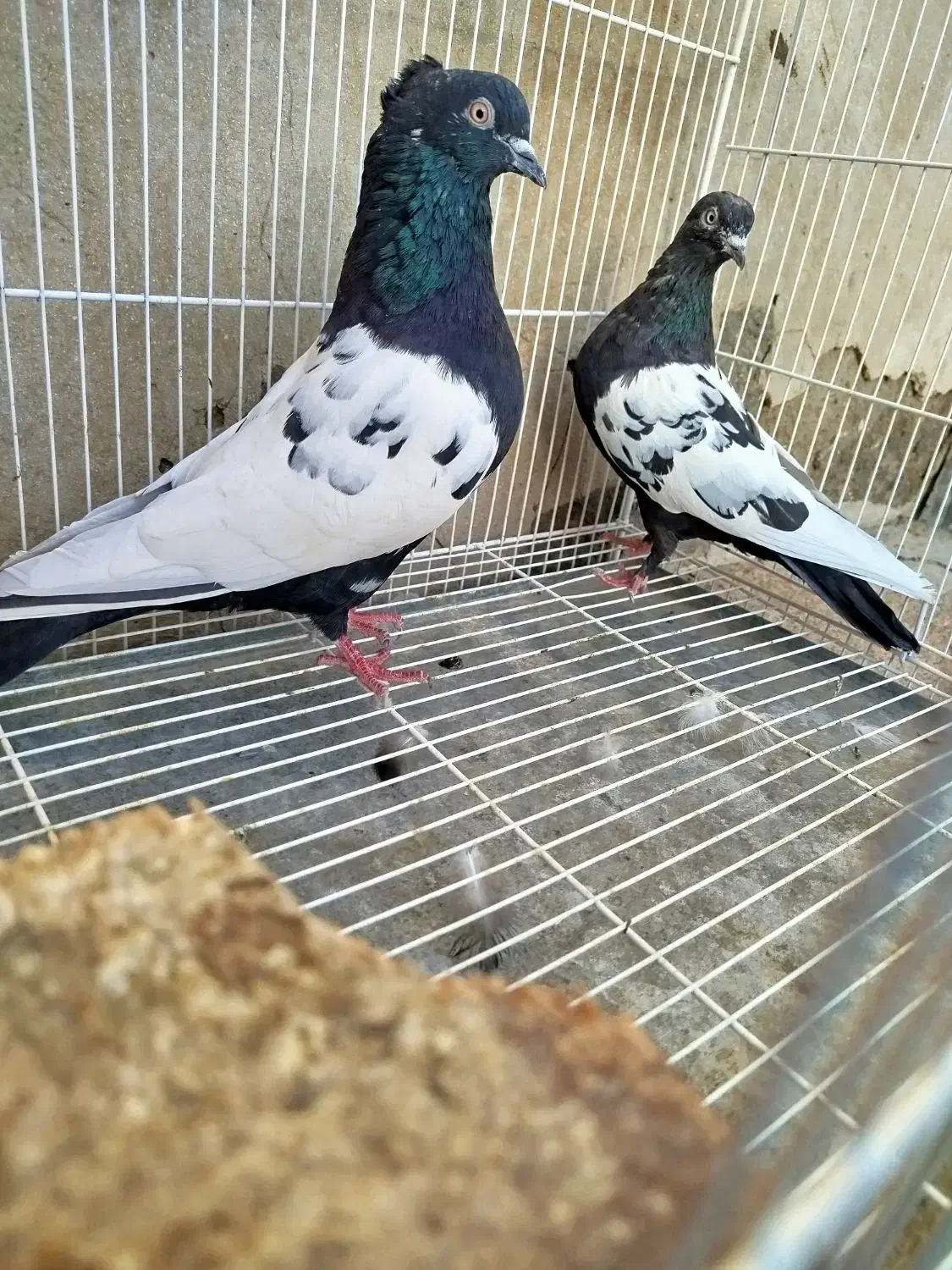 کفتر رنگه|پرنده|درمیان, |دیوار