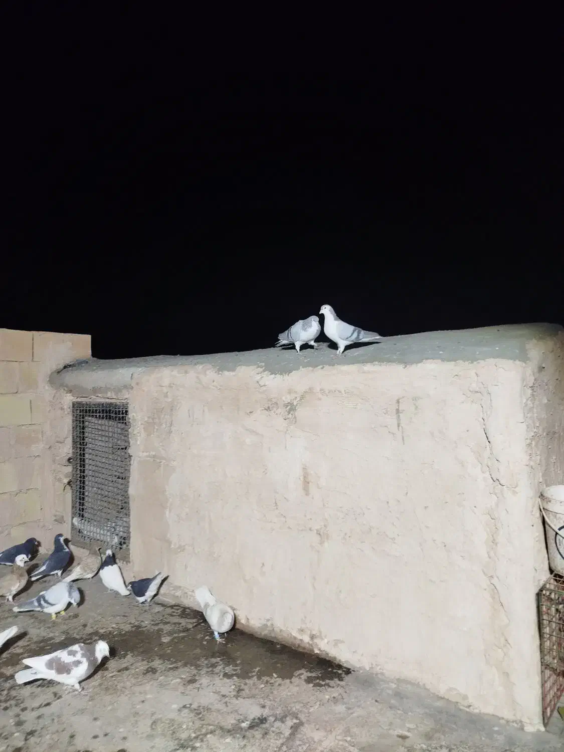 شیر سبز،شیر مگسی،تاقدوم ایدی|پرنده|فیروزه, |دیوار