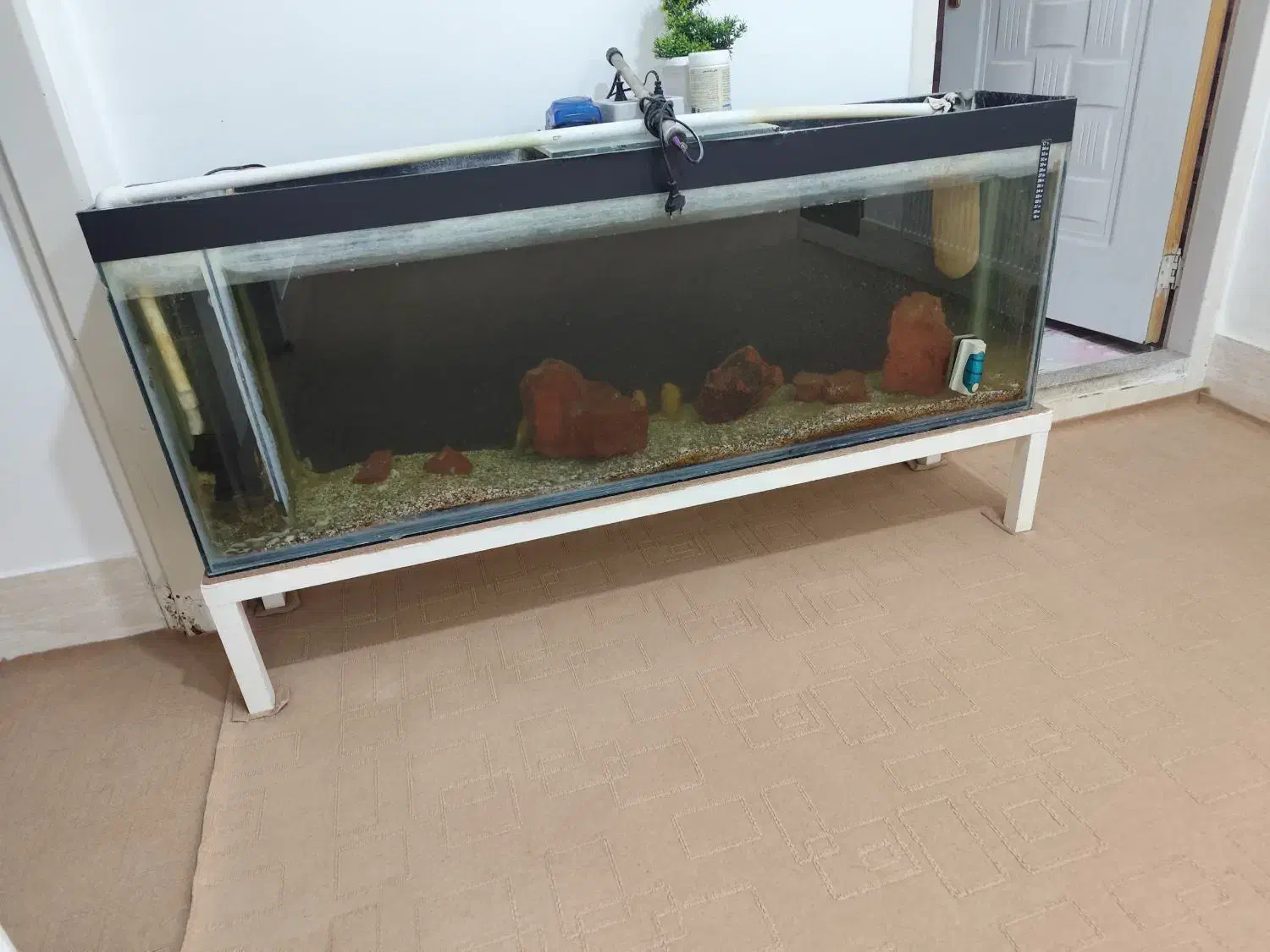 اکواریوم|ماهی|زاهدان, |دیوار