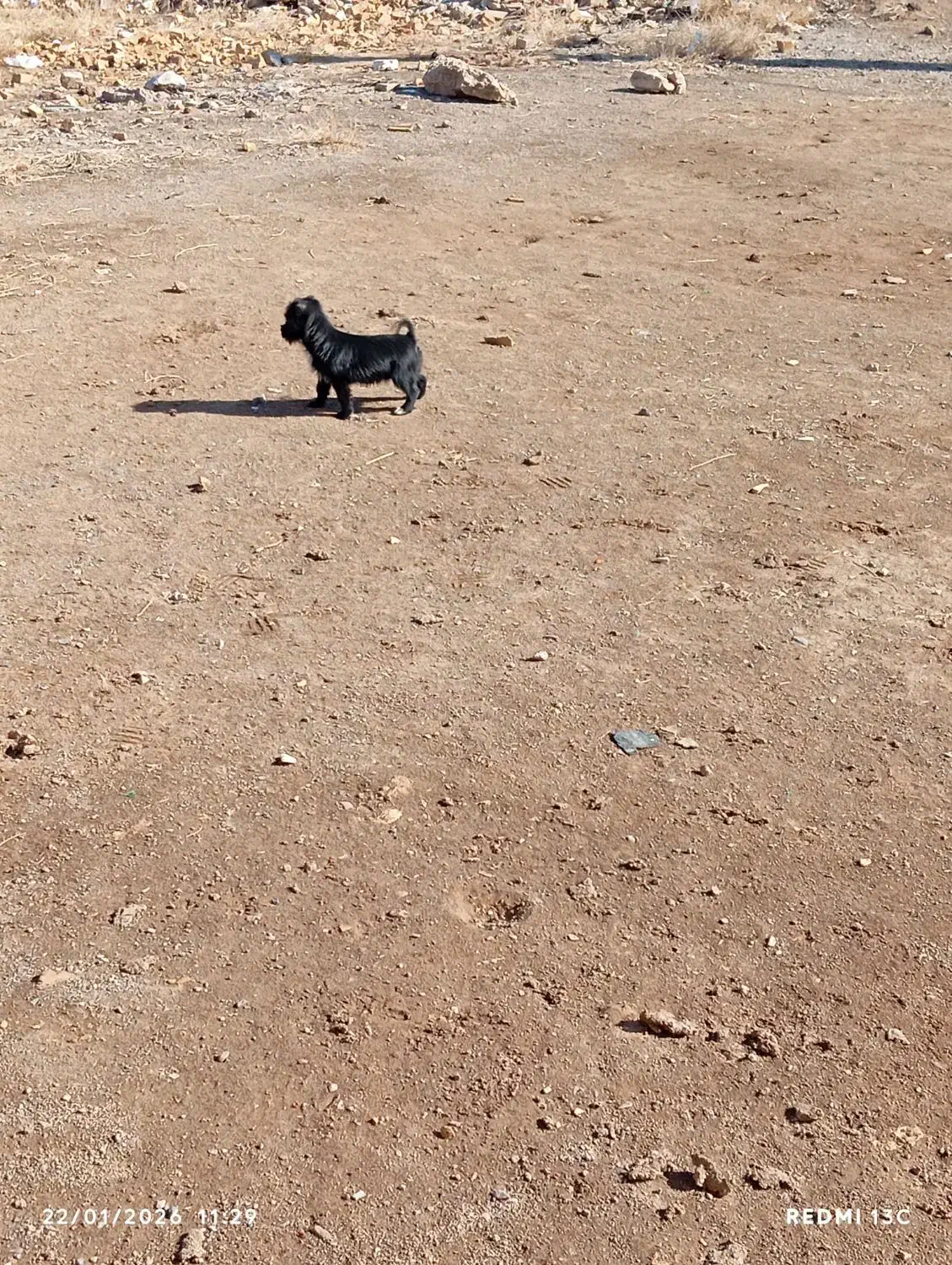 سگ پاکوتاه|سگ|الوند, |دیوار