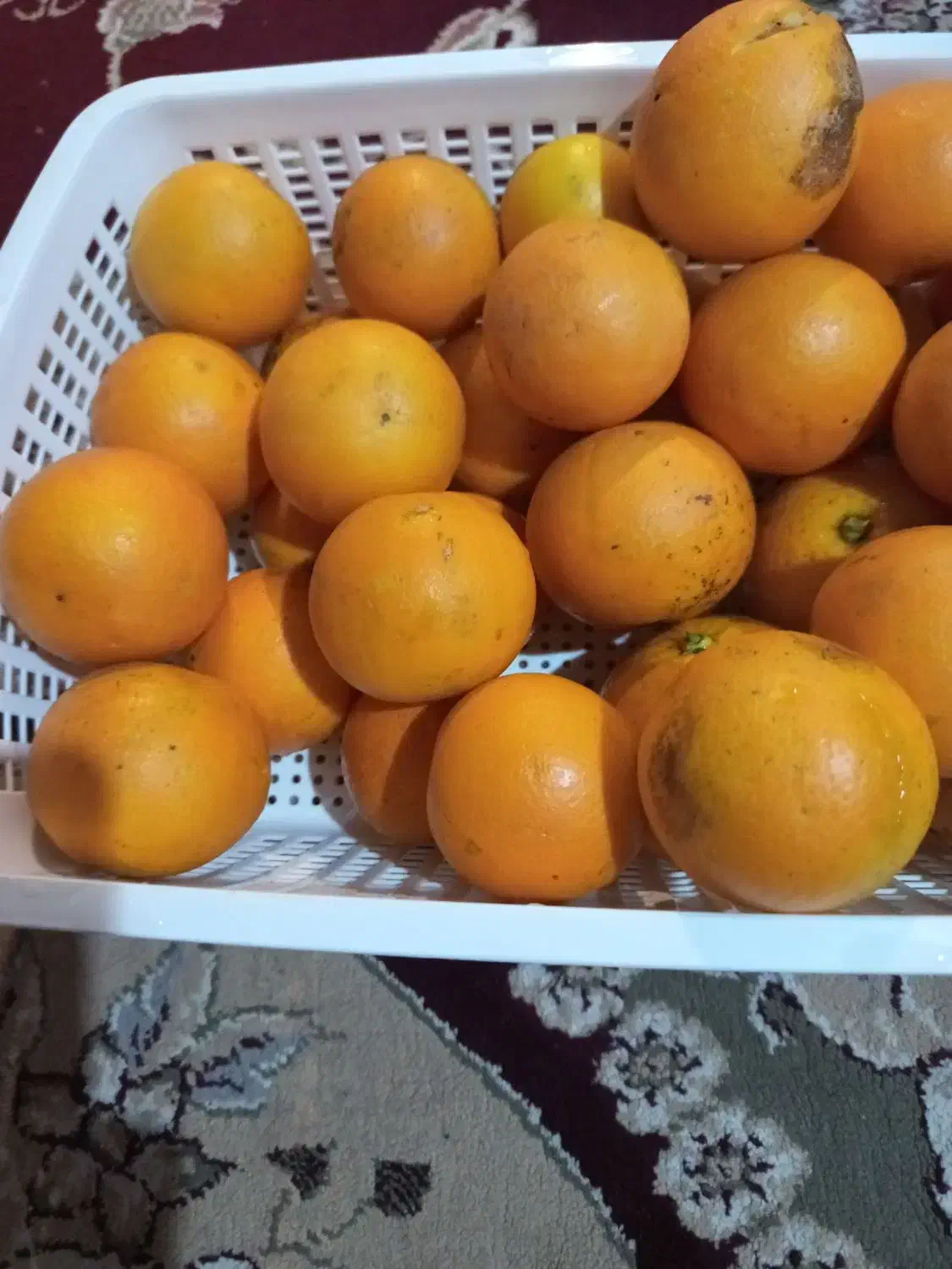 پرتقال خونی|حراج|نوشهر, |دیوار