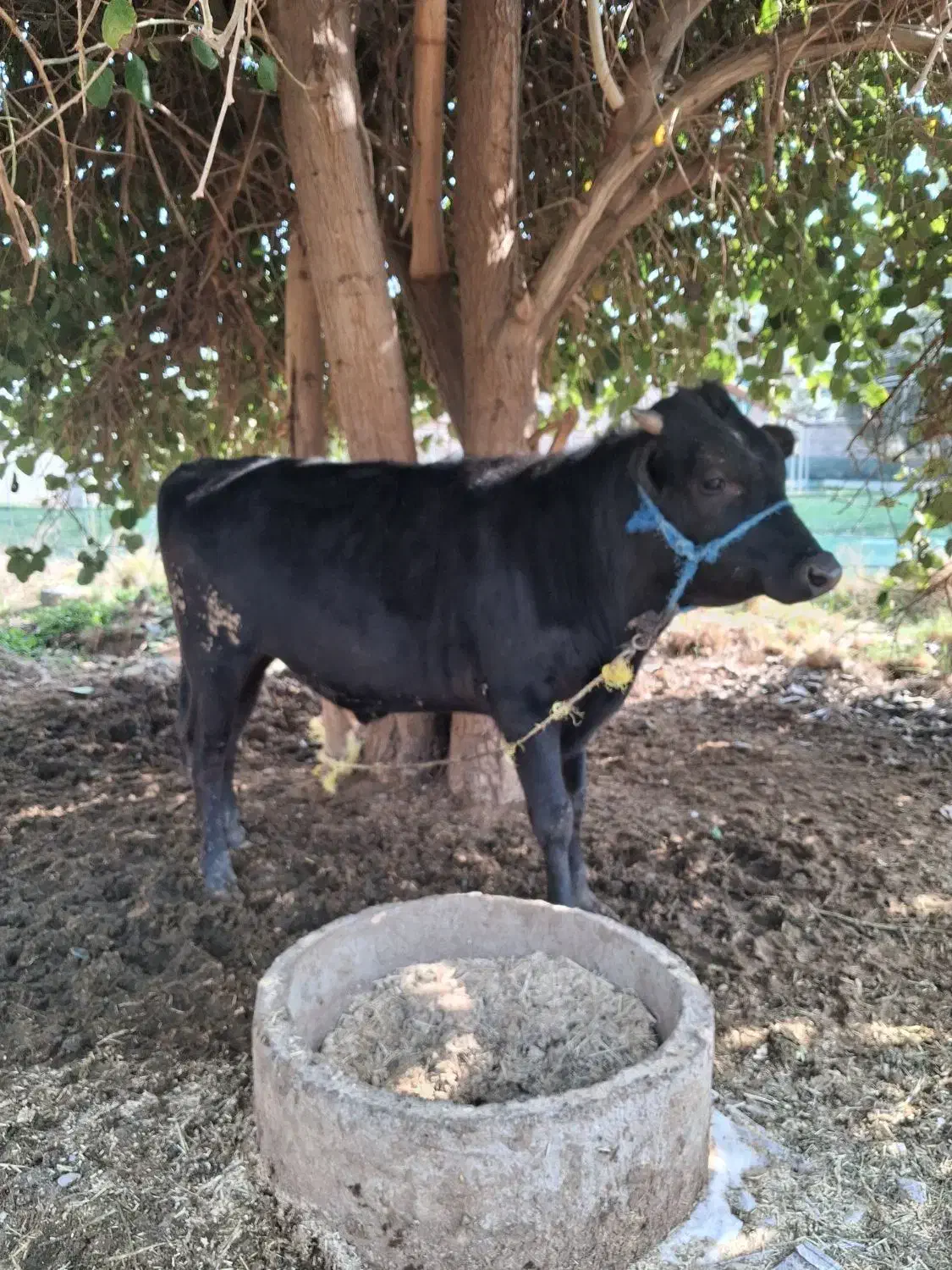 گوساله نر چاق|حیوانات مزرعه|جیرفت, |دیوار