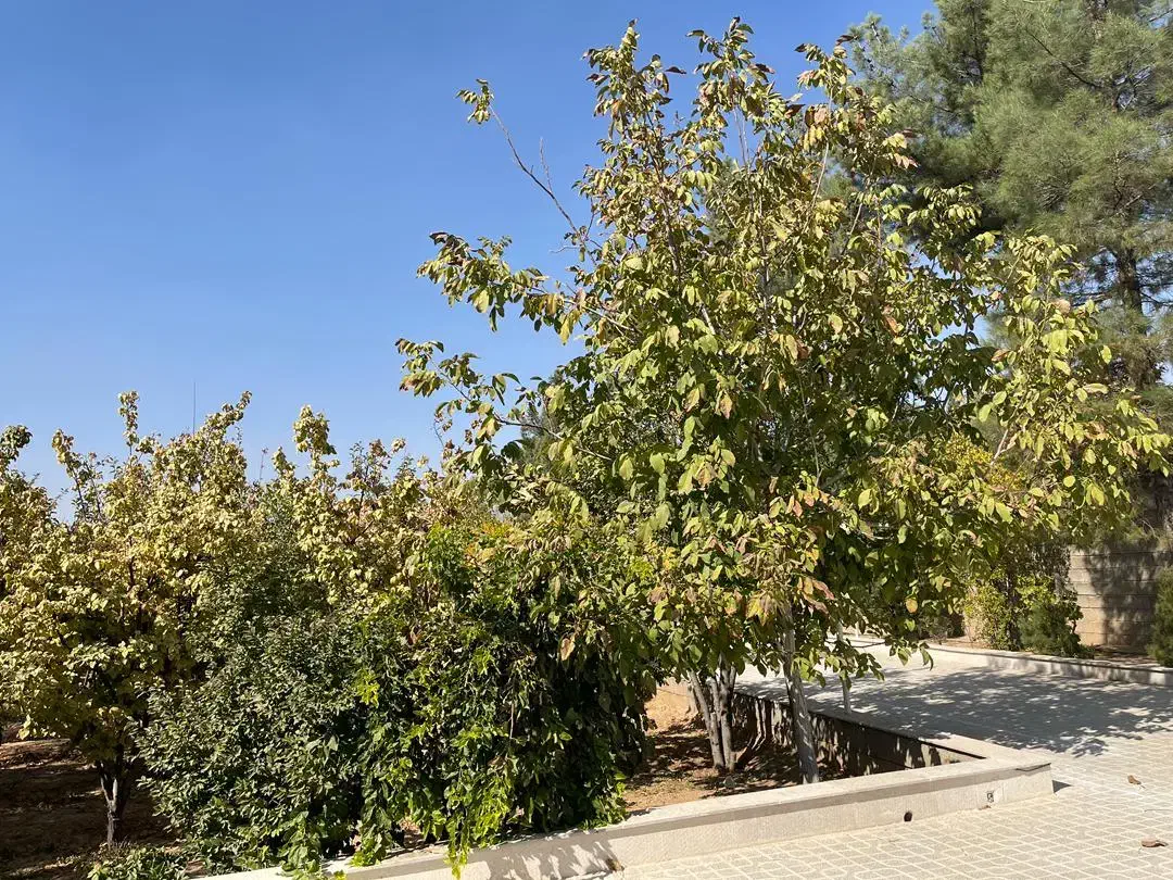 1850گود گویم|فروش زمین و ملک کلنگی|شیراز, گویم|دیوار