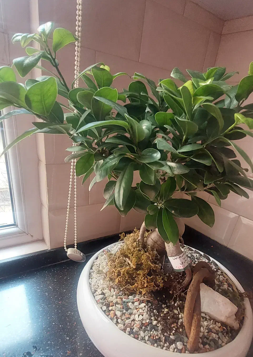 بنسای فیکوس|گل و گیاه طبیعی|تهران, نیروی هوایی (پیروزی)|دیوار