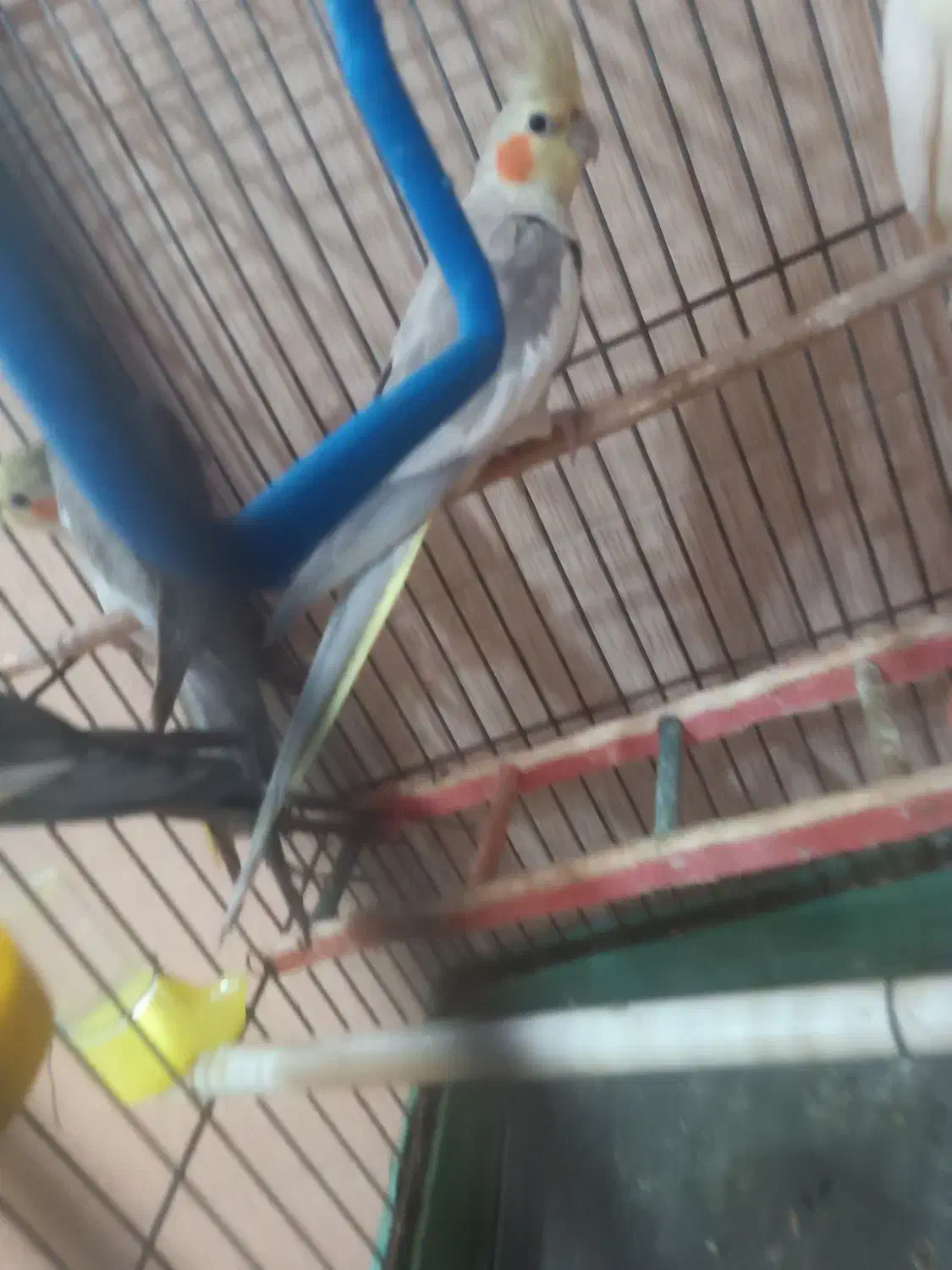 2عدد عروس هلندی|پرنده|رشت, پل تالشان|دیوار