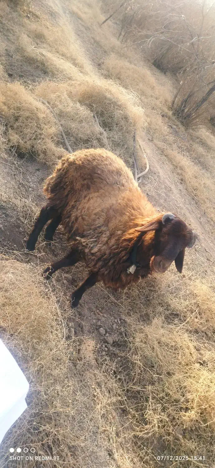 بره نر|حیوانات مزرعه|اصفهان, اصفهانک|دیوار