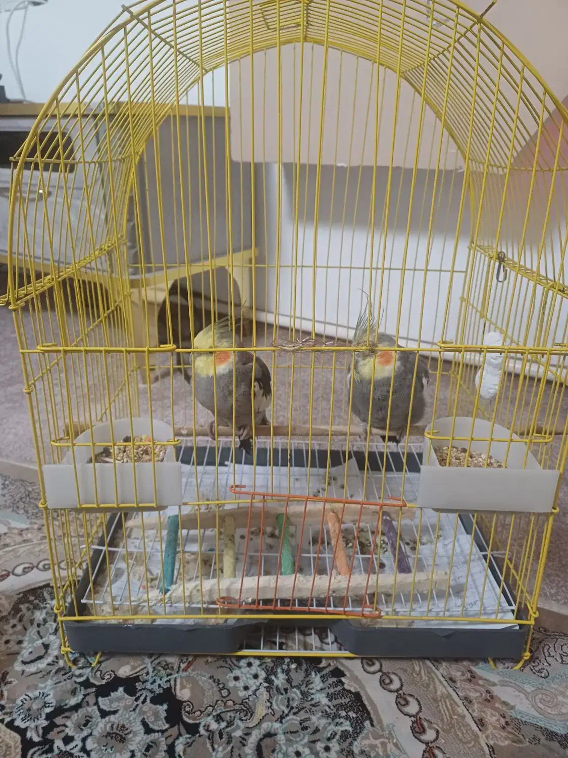 عروس هلندی|پرنده|ماکو, |دیوار