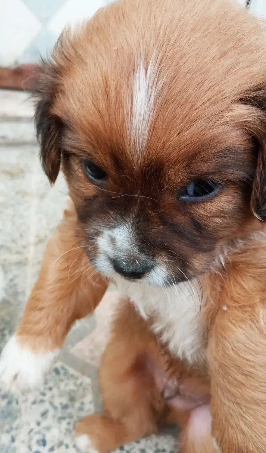 پت مالتیز با۳تا عروسک|سگ|رشت, نیروی دریایی|دیوار