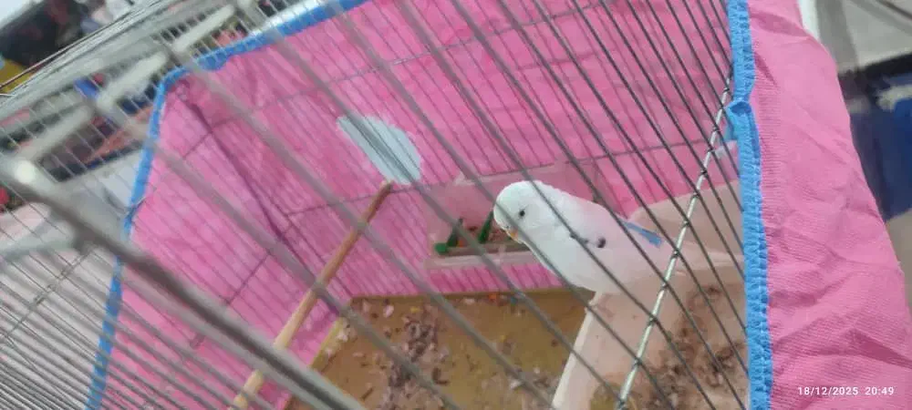 مرغ عشق|پرنده|اهواز, کوی باهنر|دیوار