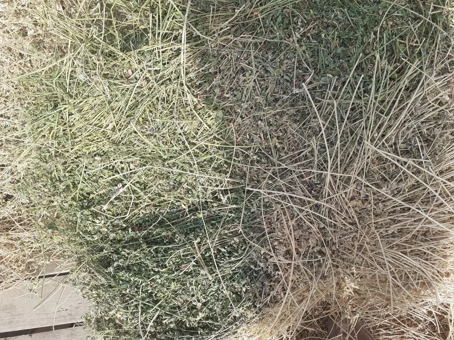 بیده یونجه بنچه شده|خدمات باغبانی و درختکاری|سرولایت, |دیوار