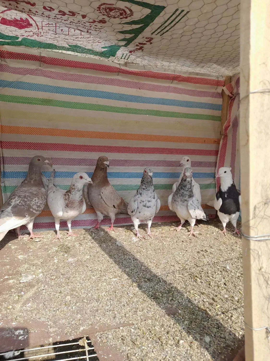 کبوترنامه بر|پرنده|کنگاور, |دیوار