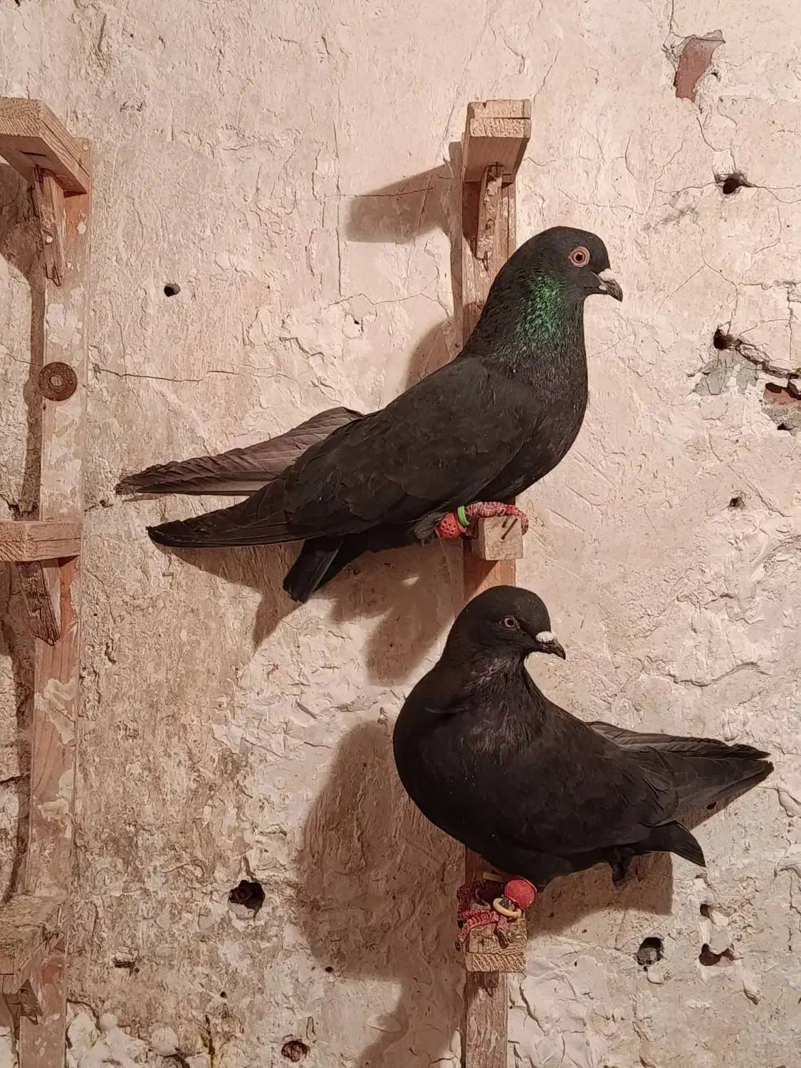 زاغ بمی|پرنده|کرمان, |دیوار