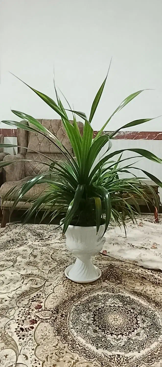 گل خانگی|گل و گیاه طبیعی|سنندج, |دیوار